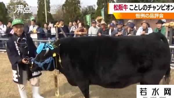 1头牛168万人民币