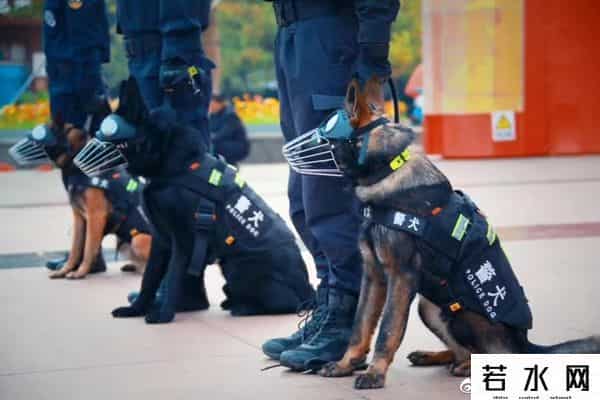 狗子与我抖音6分钟视频