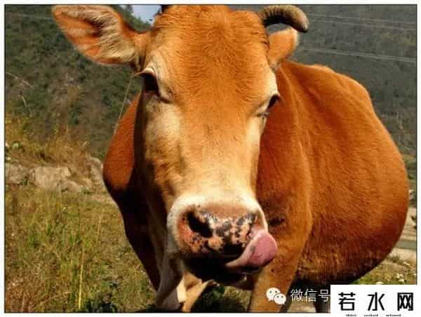 黄牛党是什么意思