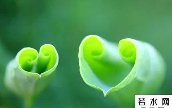 阿狸桃子手机壁纸