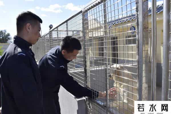 狗子与我抖音6分钟视频