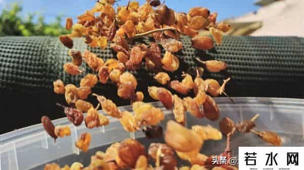 土耳其无核葡萄干出口收入创纪录