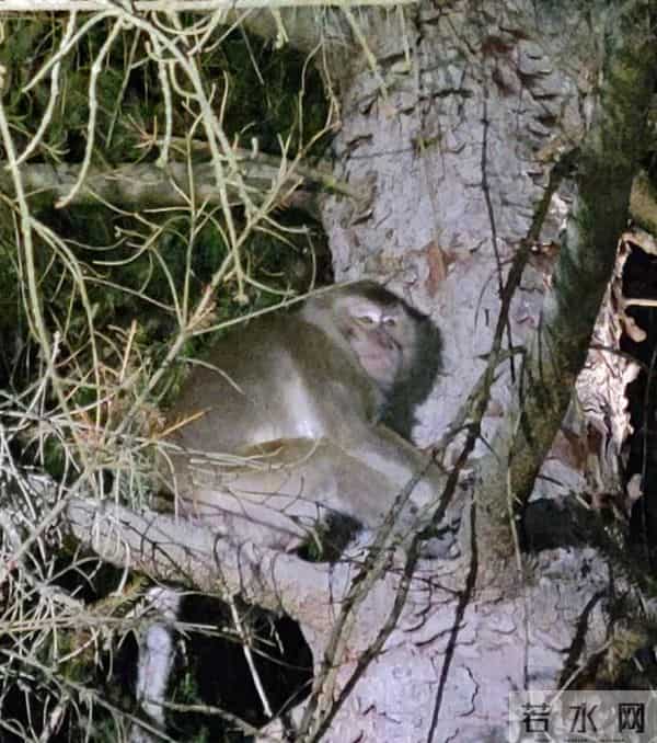 逃跑猴子被安乐死