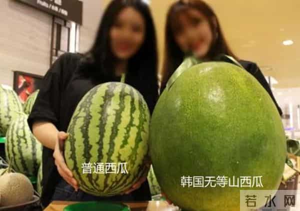 文在寅切的西瓜被吐槽没熟