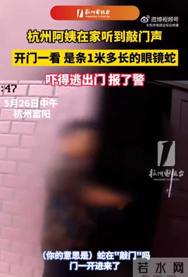 阿姨听到敲门声 开门一看是条眼镜蛇