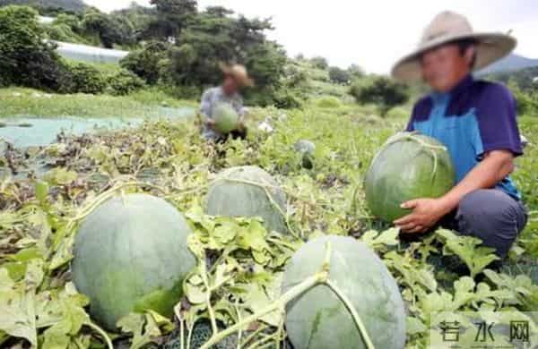 文在寅切的西瓜被吐槽没熟