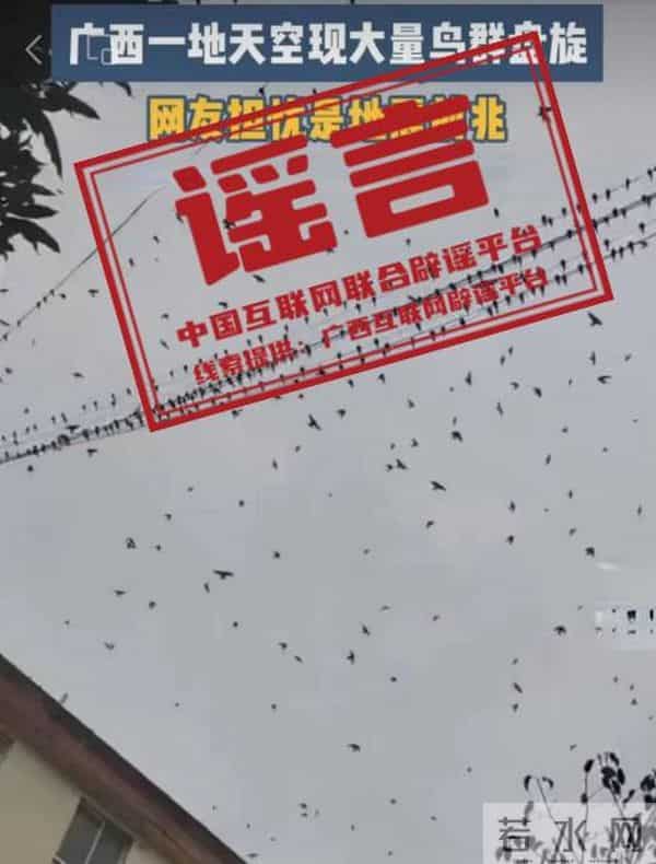 吉林一医院上空大量飞鸟盘旋