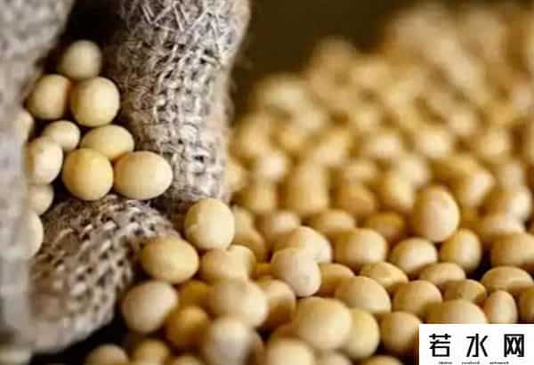 中方连续两天下单，130万吨大豆运往中国，美豆农面临收成危机