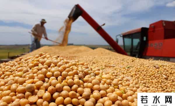 8国密谋反华，澳大利亚想对中国稀土开枪，54万吨油菜籽白买了？
