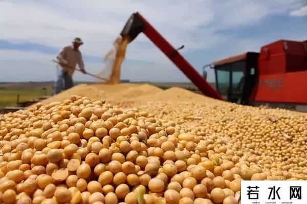 中方连续2天下单，20船阿根廷大豆运往中国，美国却未收到订单