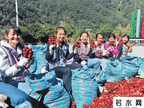 什么风，把他们吹来了云南？