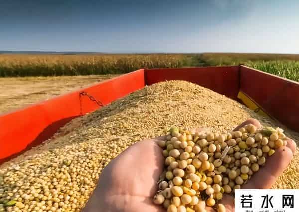 中方连续两天出手，130万吨大豆运往中国，气急的特朗普又出手了