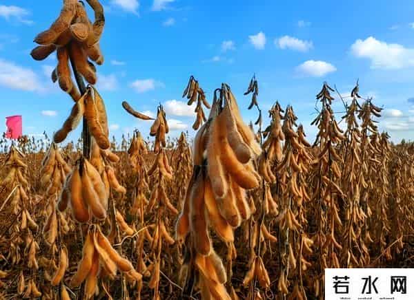 中方连续两天出手，130万吨大豆运往中国，特朗普这次又败了一局