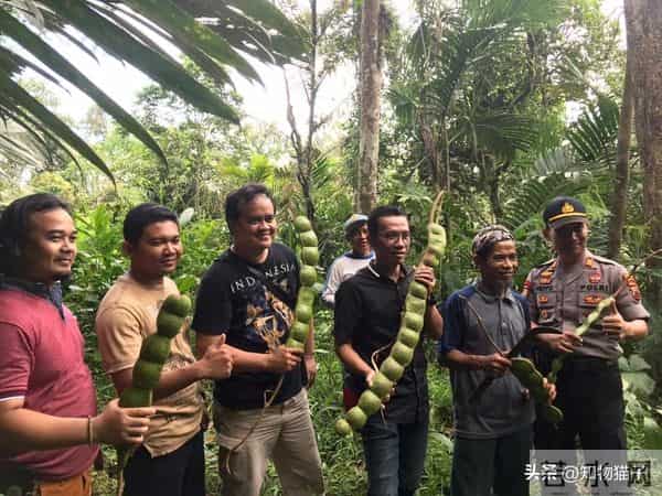 过江龙奇油：榼藤子，诨名“过江龙”：杰克与豌豆的童话故事，保不齐是真的呢