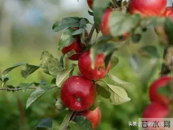 庄园导航:团结鑫苹果庄园开园游园会今日开启!15大游园玩法,等你来嗨!