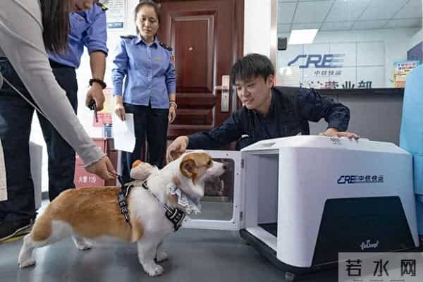 重庆吧贴吧：首次开设！在重庆“毛孩子”可以坐高铁了！办理指南→