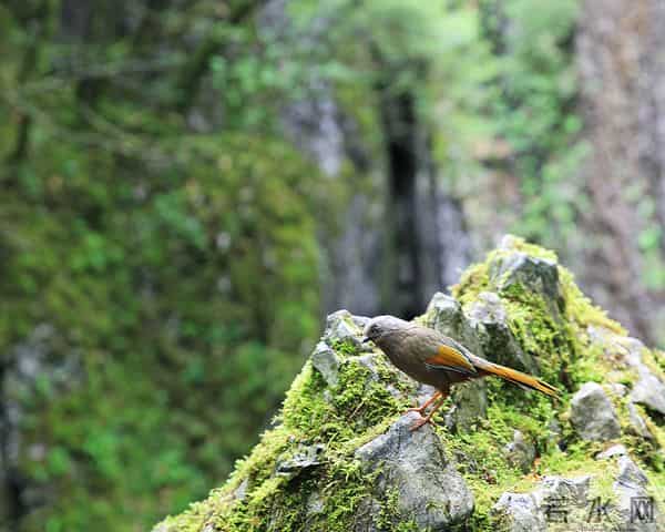 重庆到金佛山路线