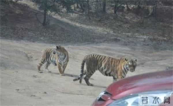 老虎伤人女主角摘口罩