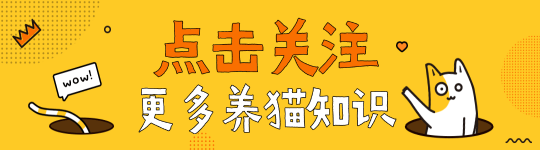 咪咪脱毛：你家猫掉毛严重吗？这5个时期掉毛最凶，最后一个很多人忽略了