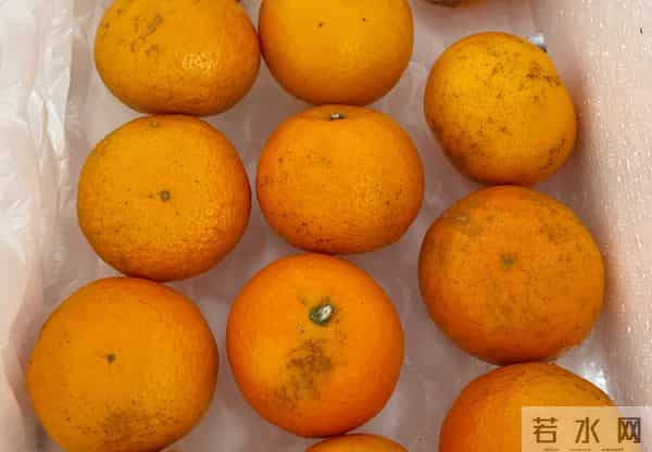 沃柑泡药：沃柑“泡药”后直接上市，果农自己不吃的背后，谁受益？谁买单？