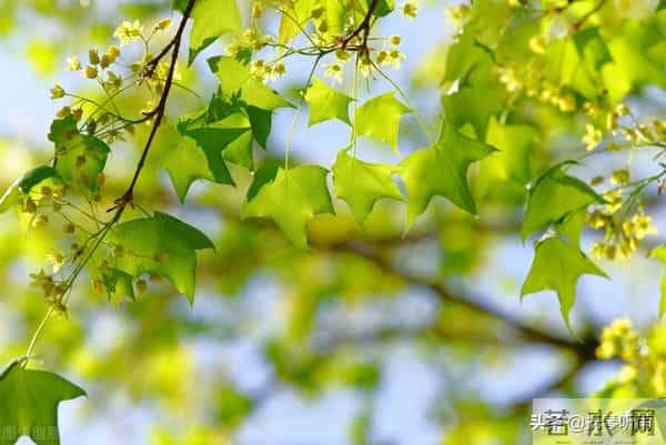 宋亚轩中考成绩多少分