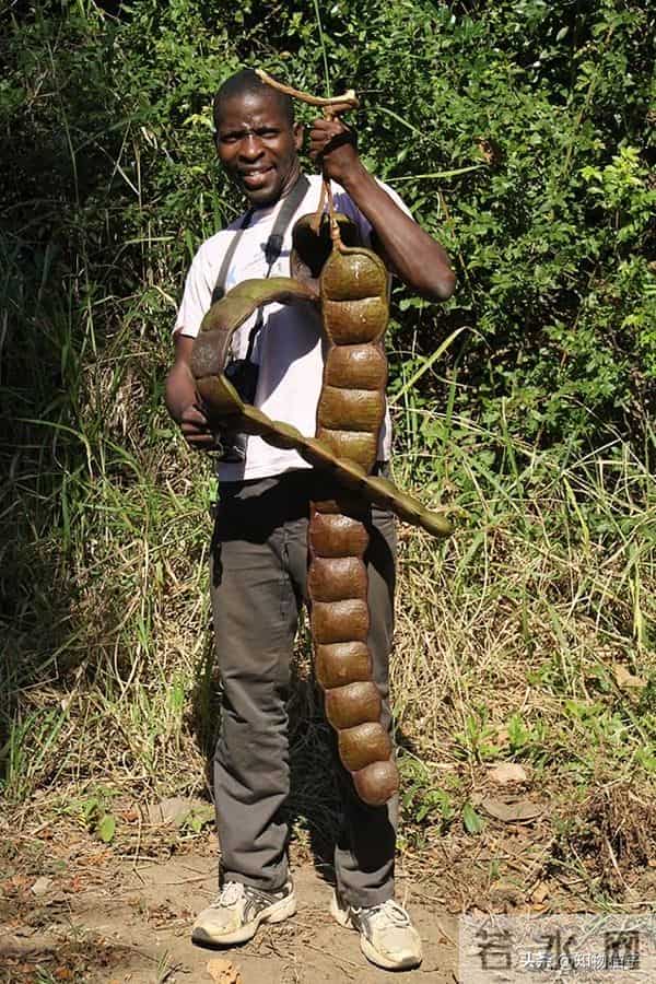 过江龙奇油：榼藤子，诨名“过江龙”：杰克与豌豆的童话故事，保不齐是真的呢