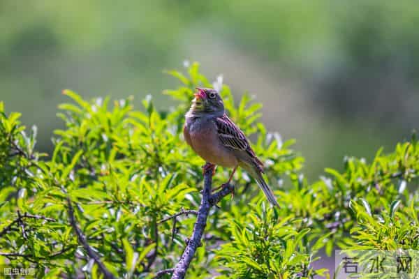 瑞鸟的报复：声律启蒙解读，美文背后的故事：九佳
