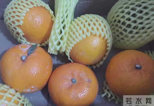 沃柑泡药：沃柑“泡药”后直接上市，果农自己不吃的背后，谁受益？谁买单？