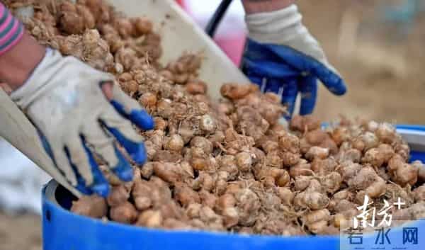 洋版李宗瑞:南方深读丨解析阳春重阳古墟“破圈”之路