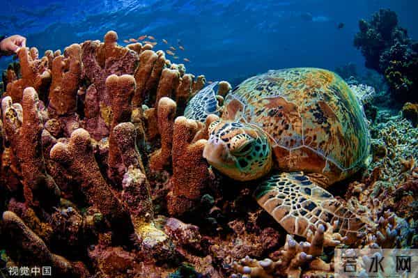 斯米兰岛在哪个国家