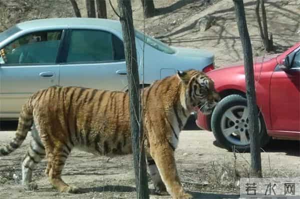 老虎伤人女主角摘口罩