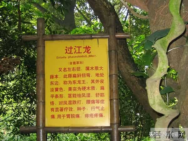 过江龙奇油：榼藤子，诨名“过江龙”：杰克与豌豆的童话故事，保不齐是真的呢