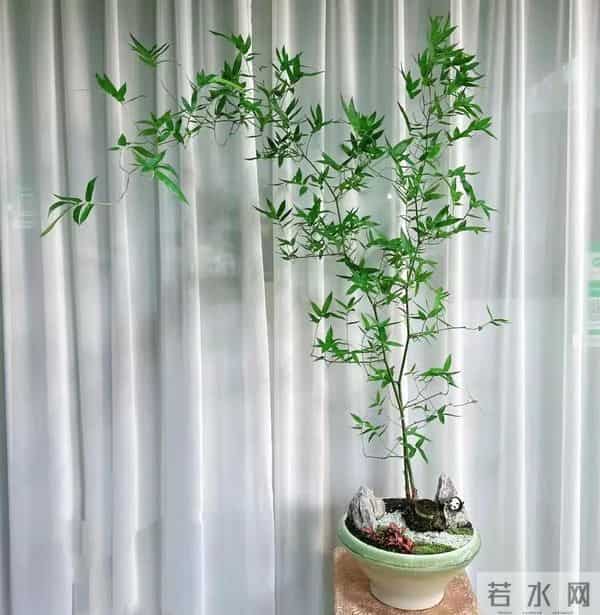 乐竹:阳台种出"绿翡翠"!乐竹养护全攻略:新手必看这5大禁忌