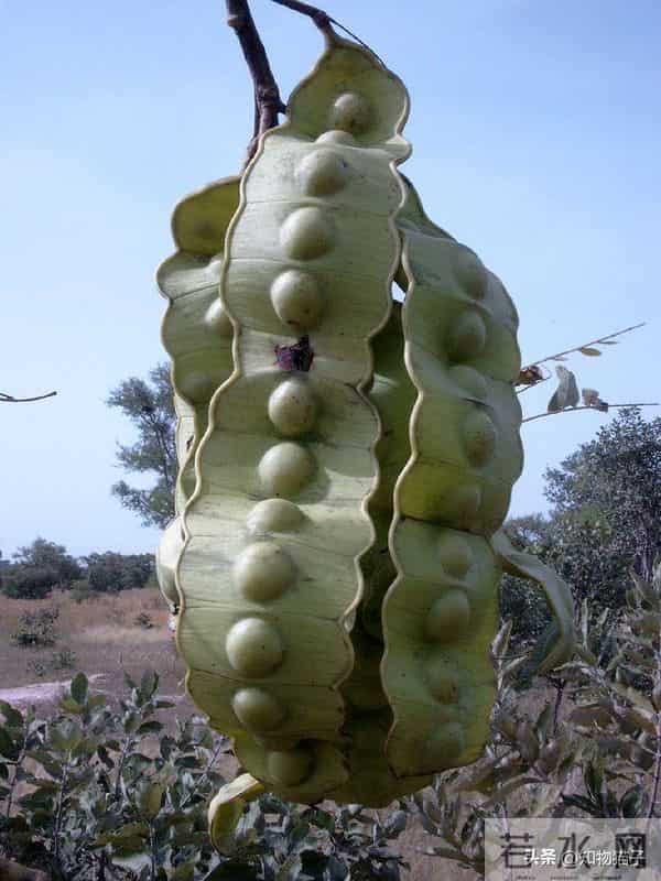 过江龙奇油：榼藤子，诨名“过江龙”：杰克与豌豆的童话故事，保不齐是真的呢