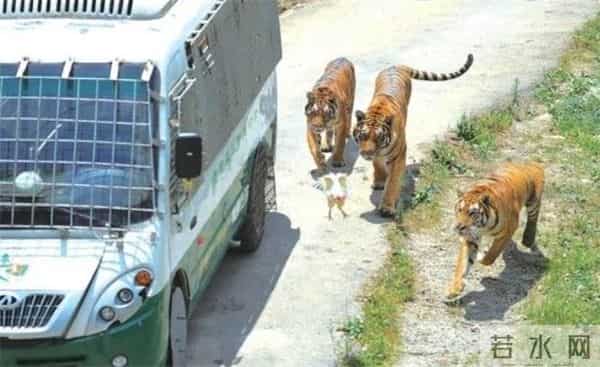 老虎伤人女主角摘口罩