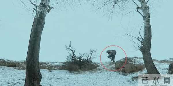 炮架子是什么意思