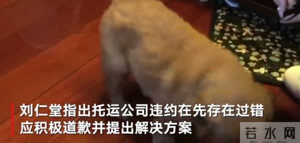 siri金毛托运事件