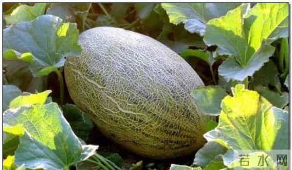 曹县翰林府吃瓜