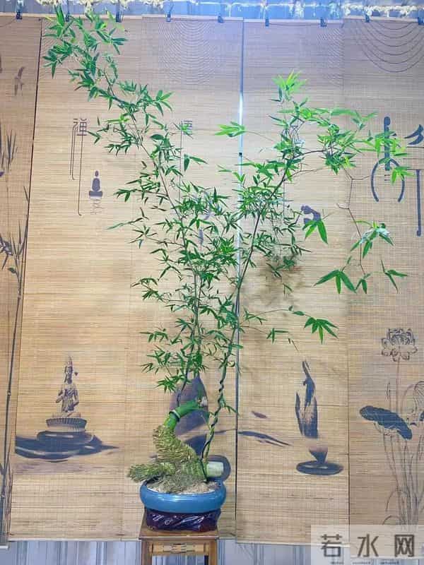 乐竹:阳台种出"绿翡翠"!乐竹养护全攻略:新手必看这5大禁忌