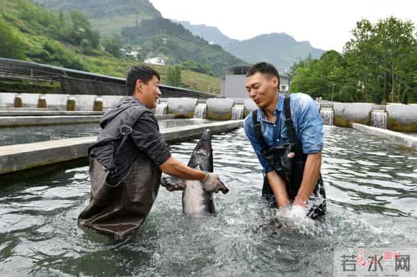 双鹰河吧:重庆丰都:冷水鱼成“热产业”
