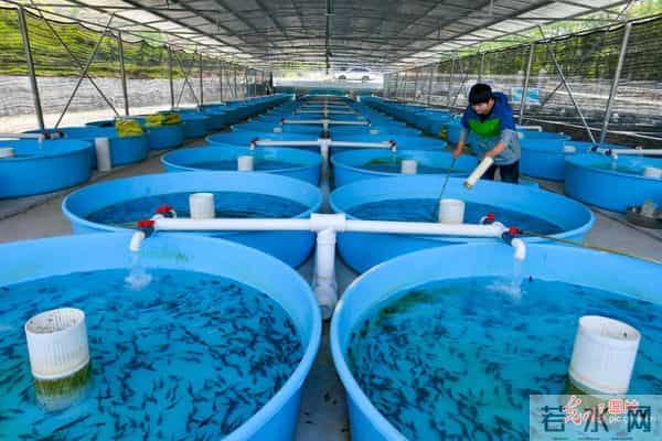 双鹰河吧:重庆丰都:冷水鱼成“热产业”