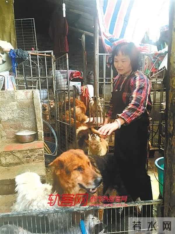 歌乐山租房:她养了三百多只猫狗 丈夫邻居均无法理解