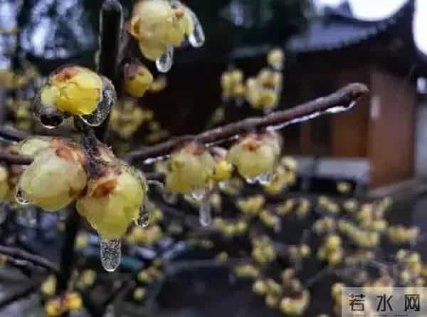 冷的噻:冷得噻!武汉多处湖泊结了冰!市民:能踩着玩吗?丨最武汉