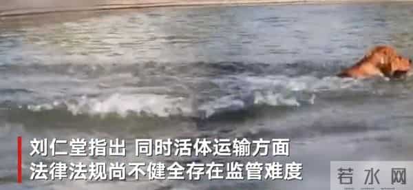 siri金毛托运事件