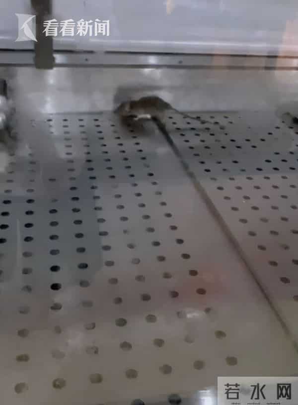 紫燕食品柜有老鼠