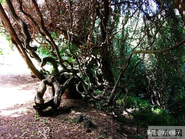 过江龙奇油：榼藤子，诨名“过江龙”：杰克与豌豆的童话故事，保不齐是真的呢