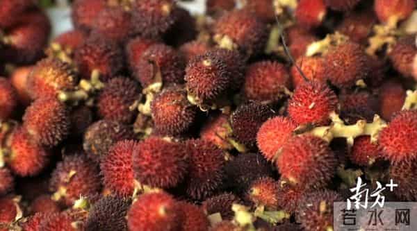 洋版李宗瑞:南方深读丨解析阳春重阳古墟“破圈”之路