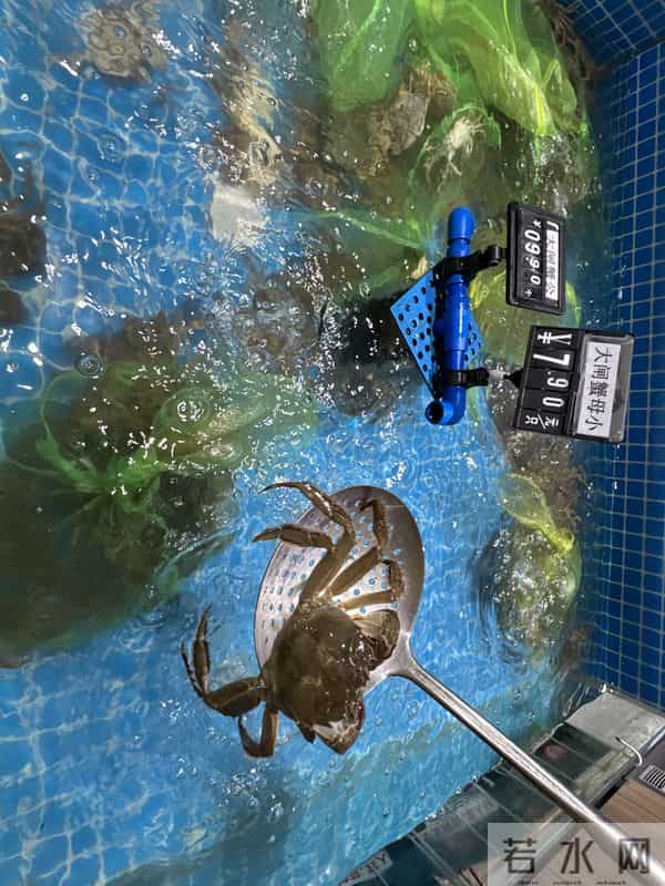 手机壳团购：型号蟹卡“标价”高背后：1—4折可入手，有品牌蟹卡被“黄牛”拒收 - 大闸蟹市场调查·蟹卡乱局②