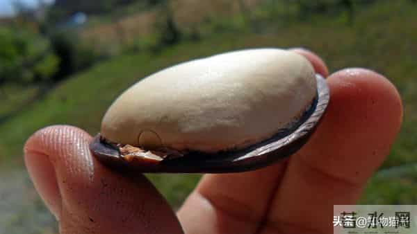 过江龙奇油：榼藤子，诨名“过江龙”：杰克与豌豆的童话故事，保不齐是真的呢