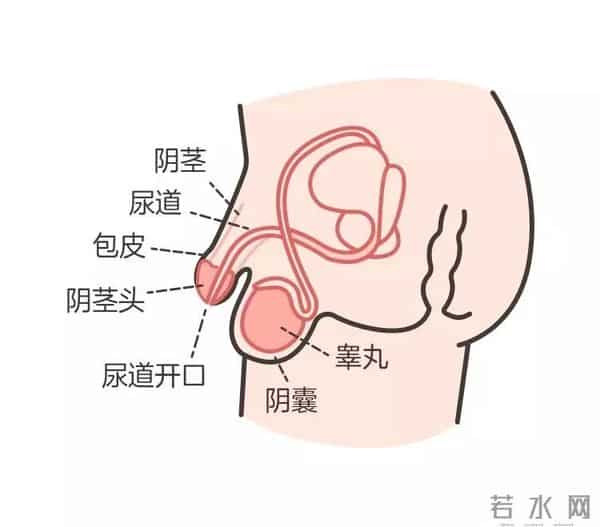 小JJ：男宝私处说明书：包皮、蛋蛋、小 JJ，这些问题必须得知道